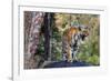 Indian tiger, Madya Pradesh, India-Art Wolfe Wolfe-Framed Photographic Print