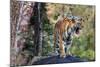 Indian tiger, Madya Pradesh, India-Art Wolfe Wolfe-Mounted Photographic Print