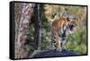 Indian tiger, Madya Pradesh, India-Art Wolfe Wolfe-Framed Stretched Canvas