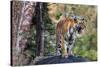 Indian tiger, Madya Pradesh, India-Art Wolfe Wolfe-Stretched Canvas