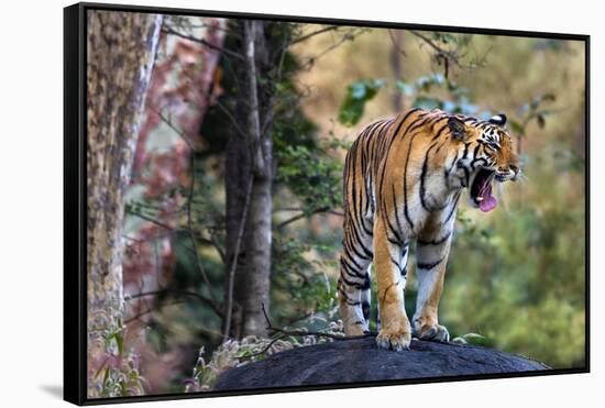 Indian tiger, Madya Pradesh, India-Art Wolfe Wolfe-Framed Stretched Canvas