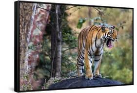 Indian tiger, Madya Pradesh, India-Art Wolfe Wolfe-Framed Stretched Canvas