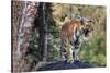 Indian tiger, Madya Pradesh, India-Art Wolfe Wolfe-Stretched Canvas