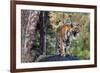 Indian tiger, Madya Pradesh, India-Art Wolfe Wolfe-Framed Photographic Print