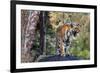 Indian tiger, Madya Pradesh, India-Art Wolfe Wolfe-Framed Photographic Print