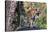 Indian tiger, Madya Pradesh, India-Art Wolfe Wolfe-Stretched Canvas