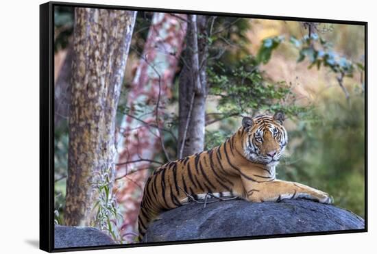 Indian tiger, Madya Pradesh, India-Art Wolfe Wolfe-Framed Stretched Canvas