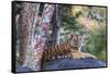 Indian tiger, Madya Pradesh, India-Art Wolfe Wolfe-Framed Stretched Canvas