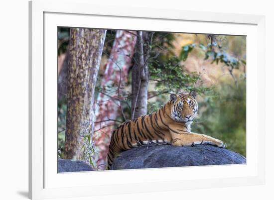 Indian tiger, Madya Pradesh, India-Art Wolfe Wolfe-Framed Photographic Print