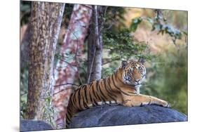 Indian tiger, Madya Pradesh, India-Art Wolfe Wolfe-Mounted Photographic Print