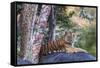 Indian tiger, Madya Pradesh, India-Art Wolfe Wolfe-Framed Stretched Canvas