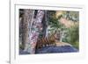 Indian tiger, Madya Pradesh, India-Art Wolfe Wolfe-Framed Photographic Print