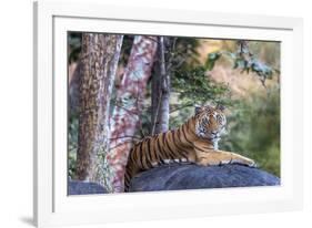 Indian tiger, Madya Pradesh, India-Art Wolfe Wolfe-Framed Photographic Print