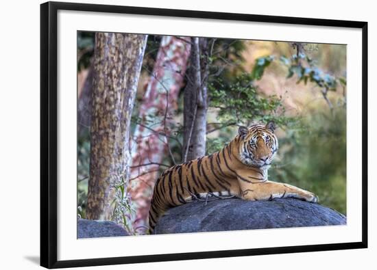 Indian tiger, Madya Pradesh, India-Art Wolfe Wolfe-Framed Photographic Print