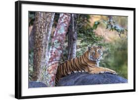 Indian tiger, Madya Pradesh, India-Art Wolfe Wolfe-Framed Photographic Print