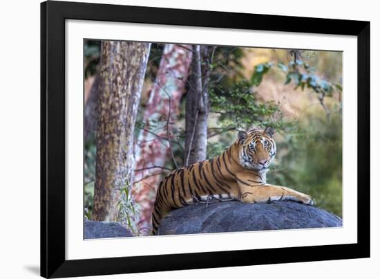 Indian tiger, Madya Pradesh, India-Art Wolfe Wolfe-Framed Photographic Print