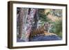 Indian tiger, Madya Pradesh, India-Art Wolfe Wolfe-Framed Photographic Print