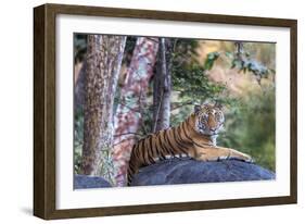 Indian tiger, Madya Pradesh, India-Art Wolfe Wolfe-Framed Photographic Print