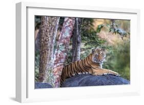 Indian tiger, Madya Pradesh, India-Art Wolfe Wolfe-Framed Photographic Print