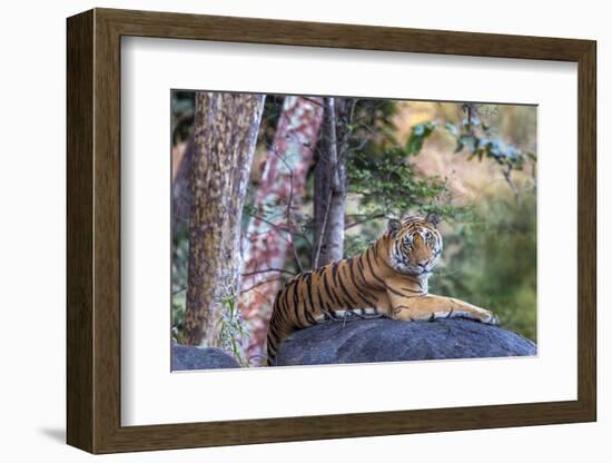 Indian tiger, Madya Pradesh, India-Art Wolfe Wolfe-Framed Photographic Print