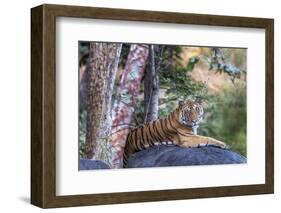 Indian tiger, Madya Pradesh, India-Art Wolfe Wolfe-Framed Photographic Print