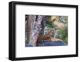 Indian tiger, Madya Pradesh, India-Art Wolfe Wolfe-Framed Photographic Print