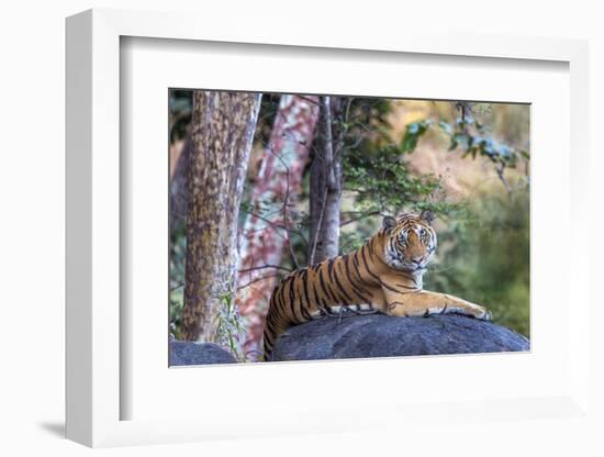 Indian tiger, Madya Pradesh, India-Art Wolfe Wolfe-Framed Photographic Print