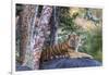 Indian tiger, Madya Pradesh, India-Art Wolfe Wolfe-Framed Photographic Print