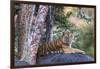 Indian tiger, Madya Pradesh, India-Art Wolfe Wolfe-Framed Photographic Print