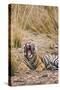 Indian Tiger Yawning-null-Stretched Canvas