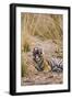 Indian Tiger Yawning-null-Framed Photographic Print