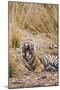 Indian Tiger Yawning-null-Mounted Photographic Print