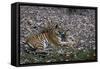 Indian Tigress, (Bengal Tiger) (Panthera Tigris Tigris) with Her Cub, Bandhavgarh National Park-Thorsten Milse-Framed Stretched Canvas