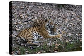 Indian Tigress, (Bengal Tiger) (Panthera Tigris Tigris) with Her Cub, Bandhavgarh National Park-Thorsten Milse-Stretched Canvas