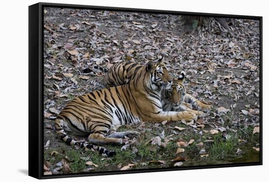 Indian Tigress, (Bengal Tiger) (Panthera Tigris Tigris) with Her Cub, Bandhavgarh National Park-Thorsten Milse-Framed Stretched Canvas