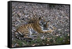 Indian Tigress, (Bengal Tiger) (Panthera Tigris Tigris) with Her Cub, Bandhavgarh National Park-Thorsten Milse-Framed Stretched Canvas