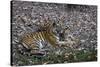 Indian Tigress, (Bengal Tiger) (Panthera Tigris Tigris) with Her Cub, Bandhavgarh National Park-Thorsten Milse-Stretched Canvas