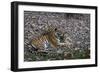 Indian Tigress, (Bengal Tiger) (Panthera Tigris Tigris) with Her Cub, Bandhavgarh National Park-Thorsten Milse-Framed Photographic Print