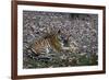 Indian Tigress, (Bengal Tiger) (Panthera Tigris Tigris) with Her Cub, Bandhavgarh National Park-Thorsten Milse-Framed Photographic Print