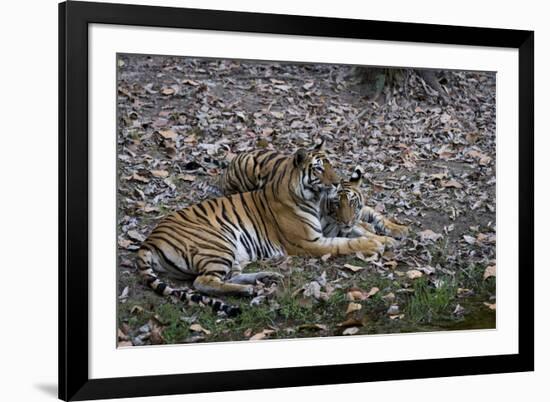 Indian Tigress, (Bengal Tiger) (Panthera Tigris Tigris) with Her Cub, Bandhavgarh National Park-Thorsten Milse-Framed Photographic Print