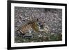 Indian Tigress, (Bengal Tiger) (Panthera Tigris Tigris) with Her Cub, Bandhavgarh National Park-Thorsten Milse-Framed Photographic Print