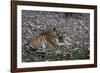 Indian Tigress, (Bengal Tiger) (Panthera Tigris Tigris) with Her Cub, Bandhavgarh National Park-Thorsten Milse-Framed Photographic Print