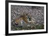 Indian Tigress, (Bengal Tiger) (Panthera Tigris Tigris) with Her Cub, Bandhavgarh National Park-Thorsten Milse-Framed Photographic Print