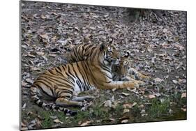 Indian Tigress, (Bengal Tiger) (Panthera Tigris Tigris) with Her Cub, Bandhavgarh National Park-Thorsten Milse-Mounted Photographic Print
