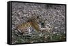 Indian Tigress, (Bengal Tiger) (Panthera Tigris Tigris) with Her Cub, Bandhavgarh National Park-Thorsten Milse-Framed Stretched Canvas