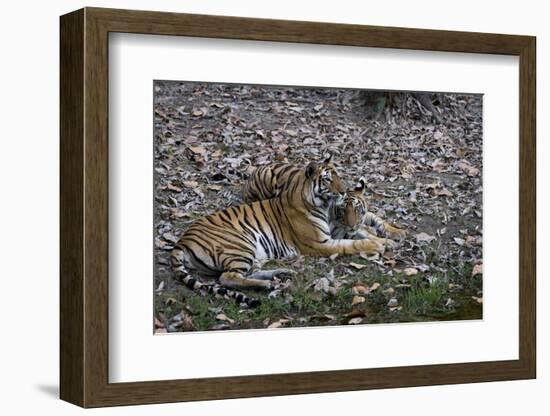 Indian Tigress, (Bengal Tiger) (Panthera Tigris Tigris) with Her Cub, Bandhavgarh National Park-Thorsten Milse-Framed Photographic Print