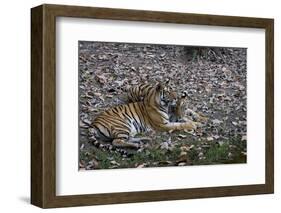 Indian Tigress, (Bengal Tiger) (Panthera Tigris Tigris) with Her Cub, Bandhavgarh National Park-Thorsten Milse-Framed Photographic Print