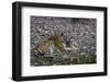 Indian Tigress, (Bengal Tiger) (Panthera Tigris Tigris) with Her Cub, Bandhavgarh National Park-Thorsten Milse-Framed Photographic Print