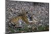 Indian Tigress, (Bengal Tiger) (Panthera Tigris Tigris) with Her Cub, Bandhavgarh National Park-Thorsten Milse-Mounted Photographic Print