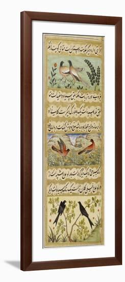 Indian Tree-pie-Padarath-Framed Giclee Print